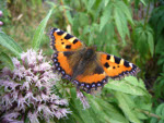 Papillon